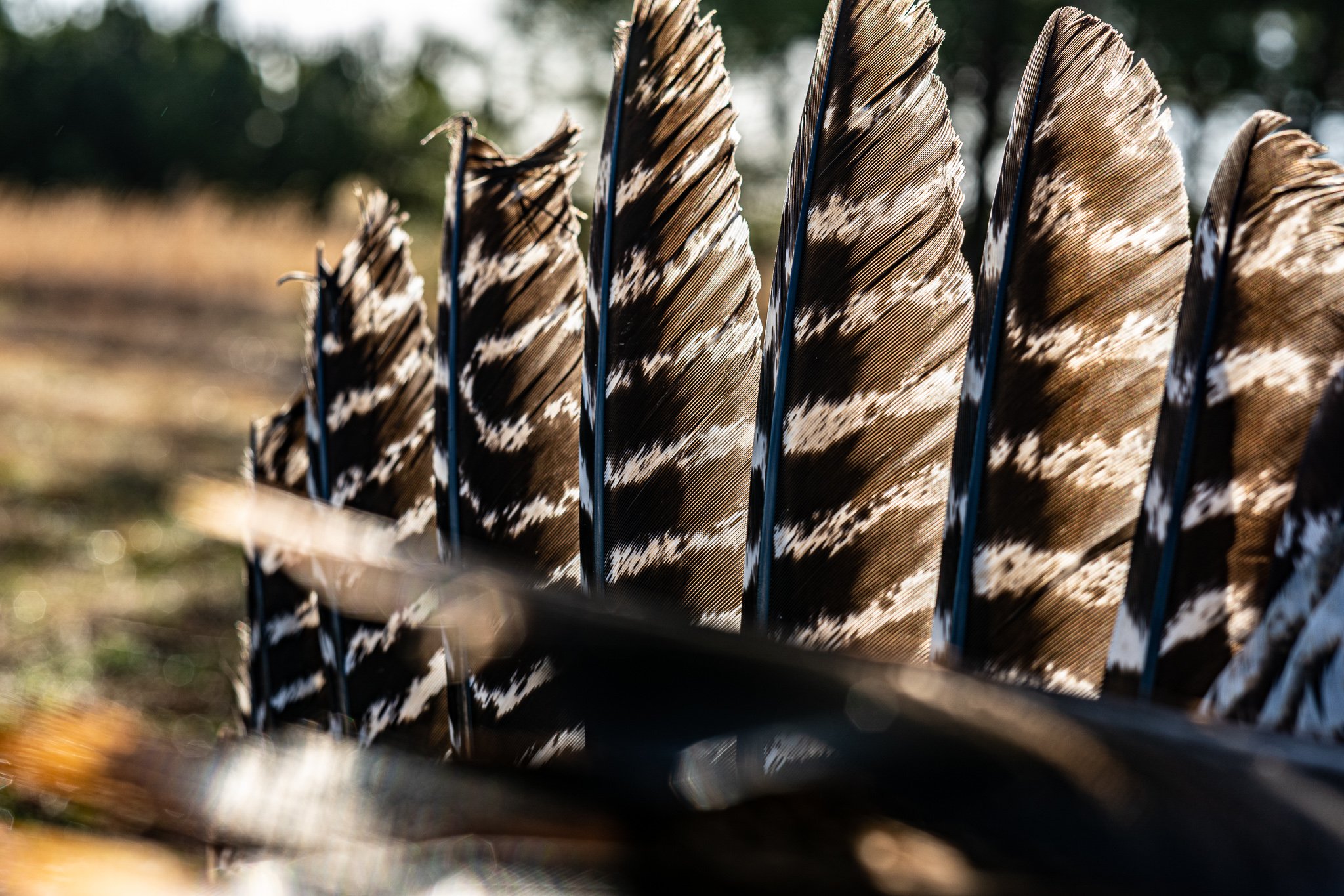 From Campfire to Book, A Hunting Tale History