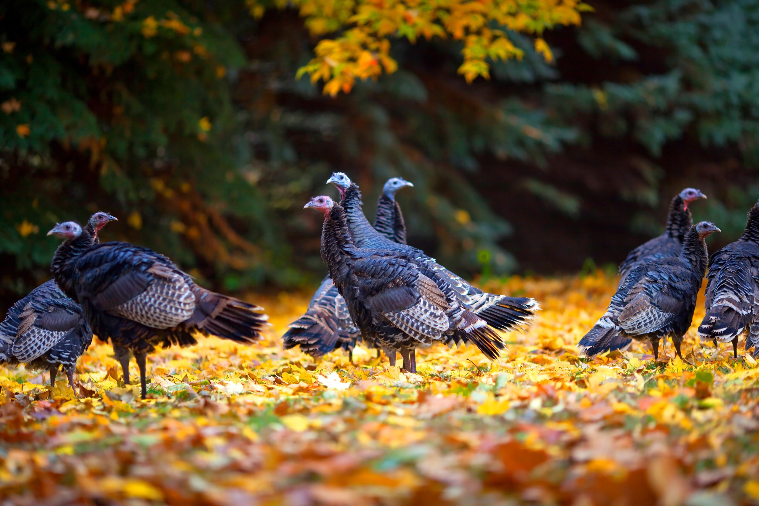 How Hunting Season Impacts Turkey Tom Vocalizations and Activity